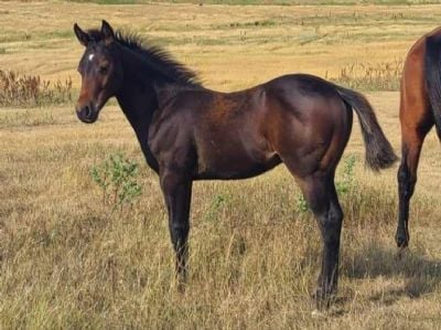 Deimos Bartender JW <BR>AQHA 6370474